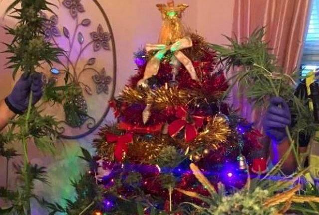 Зул сарын хамгийн өвөрмөц гацуур мод